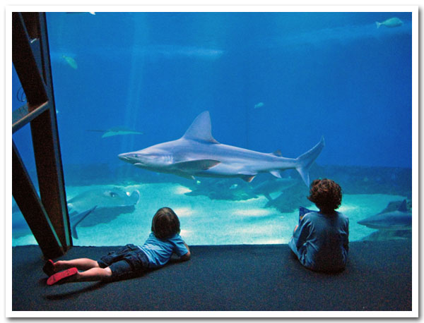 Grandsons Studying the Sharks at Maui Ocean Center